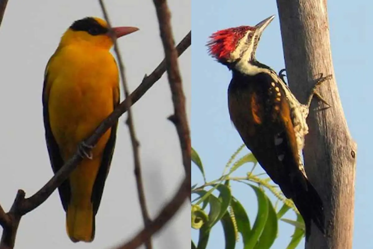 Birds, birds, and more birds: Explore Vizag Zoo like never before