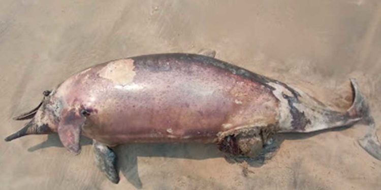 Dead dolphin spotted at Vizag shore, here is what experts have to say