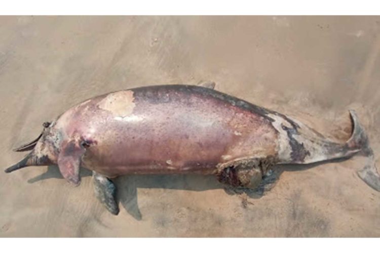 Dead dolphin spotted at Vizag shore, here is what experts have to say