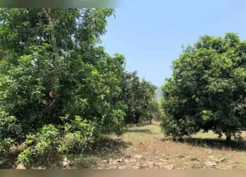 PM Modi mentions the mangoes of Vizianagaram in his ‘Mann Ki Baat’