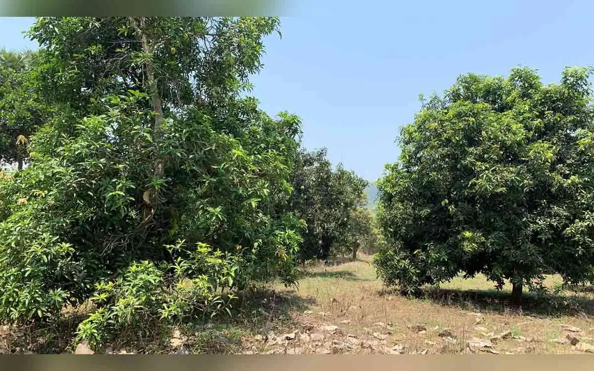 PM Modi mentions the mangoes of Vizianagaram in his 'Mann Ki Baat'