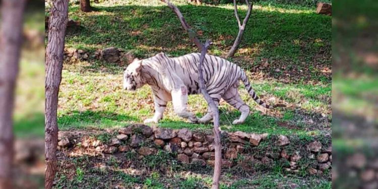Online Quiz Competition on wildlife by Indira Gandhi Zoo in Vizag