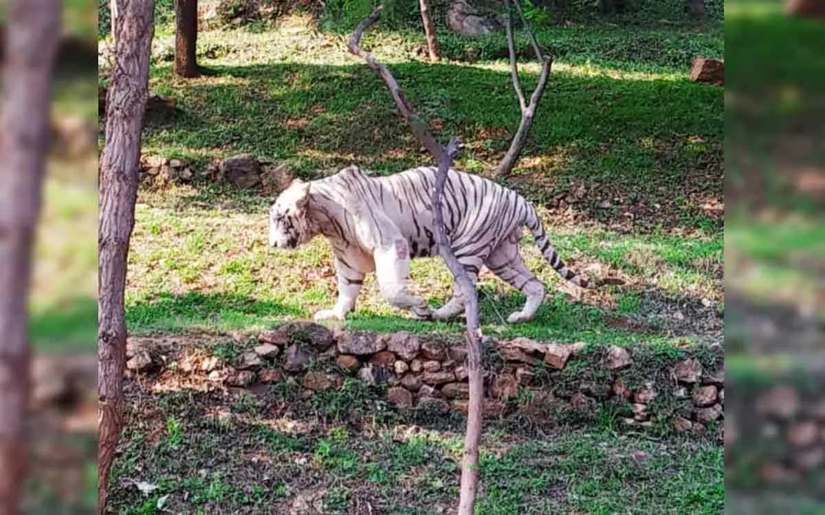 Online Quiz Competition on wildlife by Indira Gandhi Zoo in Vizag