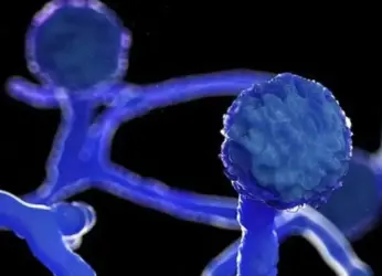 Vizag continues to report around 2 cases of Black Fungus daily