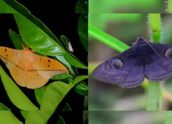 Little-known facts about moths which quash their bad reputation