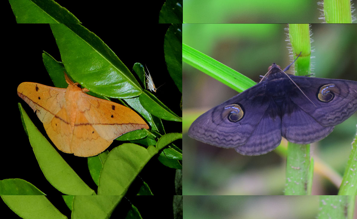 Little-known facts about moths which quash their bad reputation