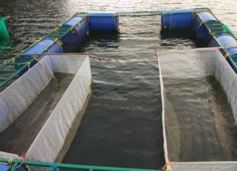Cage culture fish farming project to restart in Visakhapatnam agency