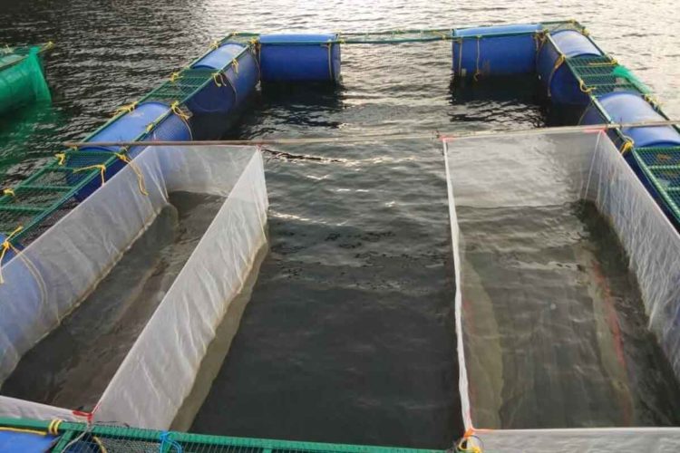 Cage culture fish farming project to restart in Visakhapatnam agency