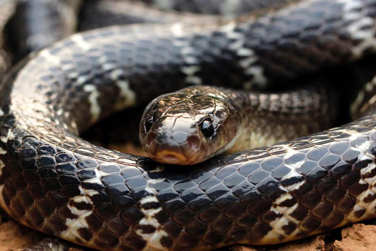 World Snake Day 2021 in Vizag Decoding the venomous snakes of India