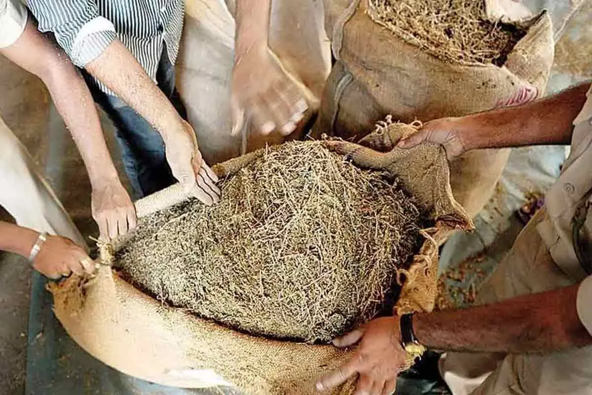 3 crore worth ganja caught, found transporting from Vizag to Telangana