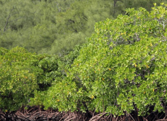 Vizag zoo conducts a webinar on conservation of mangroves