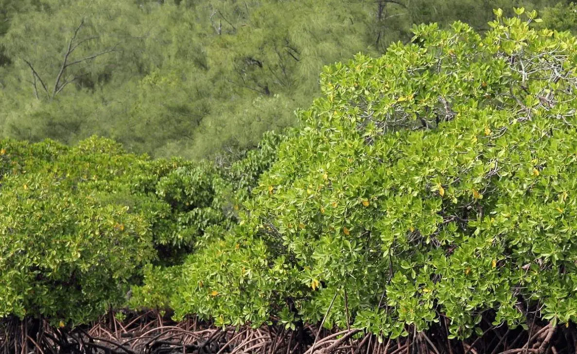 Vizag zoo conducts a webinar on conservation of mangroves