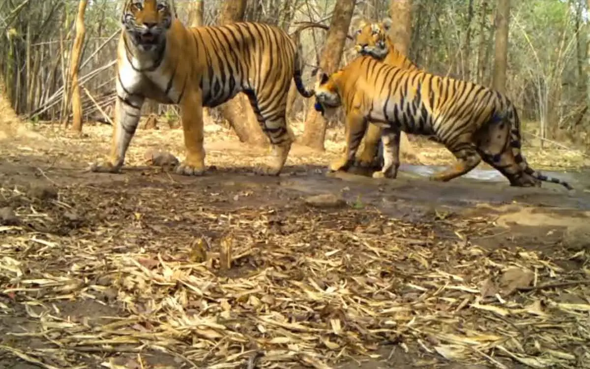 IGZP organises a webinar to celebrate Global Tiger Day in Vizag