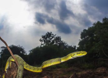 World Snake Day 2021 in Vizag: Decoding the venomous snakes of India