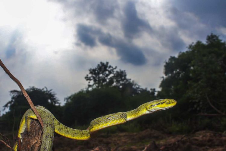 World Snake Day 2021 in Vizag: Decoding the venomous snakes of India