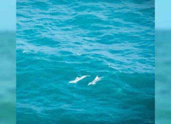 Can Visakhapatnam be a safe habitat for a pod of dolphins?