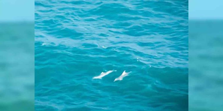 Can Visakhapatnam be a safe habitat for a pod of dolphins?, rushikonda beach