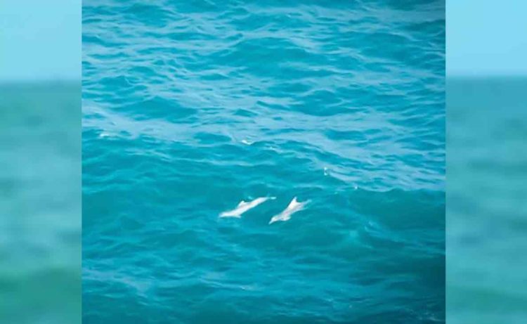 Can Visakhapatnam be a safe habitat for a pod of dolphins?, rushikonda beach