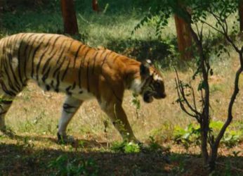 Sita, a 20-year-old tigress dies of old age at Vizag Zoo