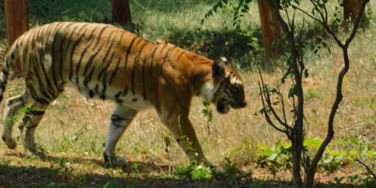 Sita, a 20-year-old tigress dies at Vizag Zoo