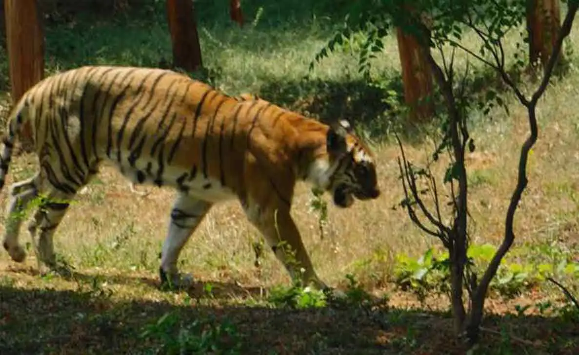 Sita, a 20-year-old tigress dies at Vizag Zoo