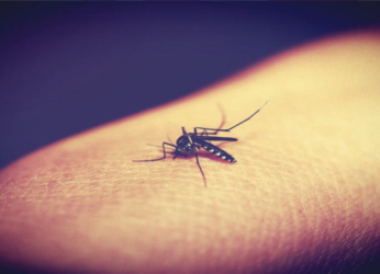 Malaria, dengue cases on a decline in Visakhapatnam