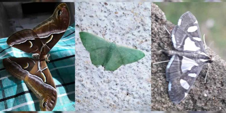 Swarm of diverse butterflies spotted at Haritha Resort in Lambasingi