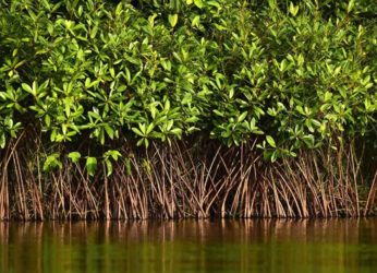 FRCCE to formulate a strategy to plant mangroves along the 114 km Vizag coastline