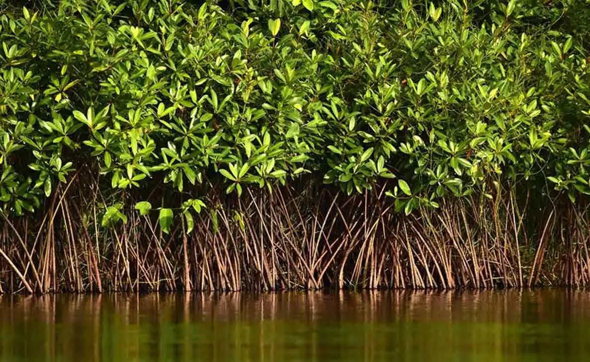 FRCCE to formulate a strategy to plant mangroves along the 114 km Vizag coastline