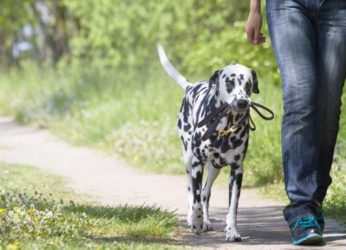 3 best places to take your dog on an off-leash walk in Vizag