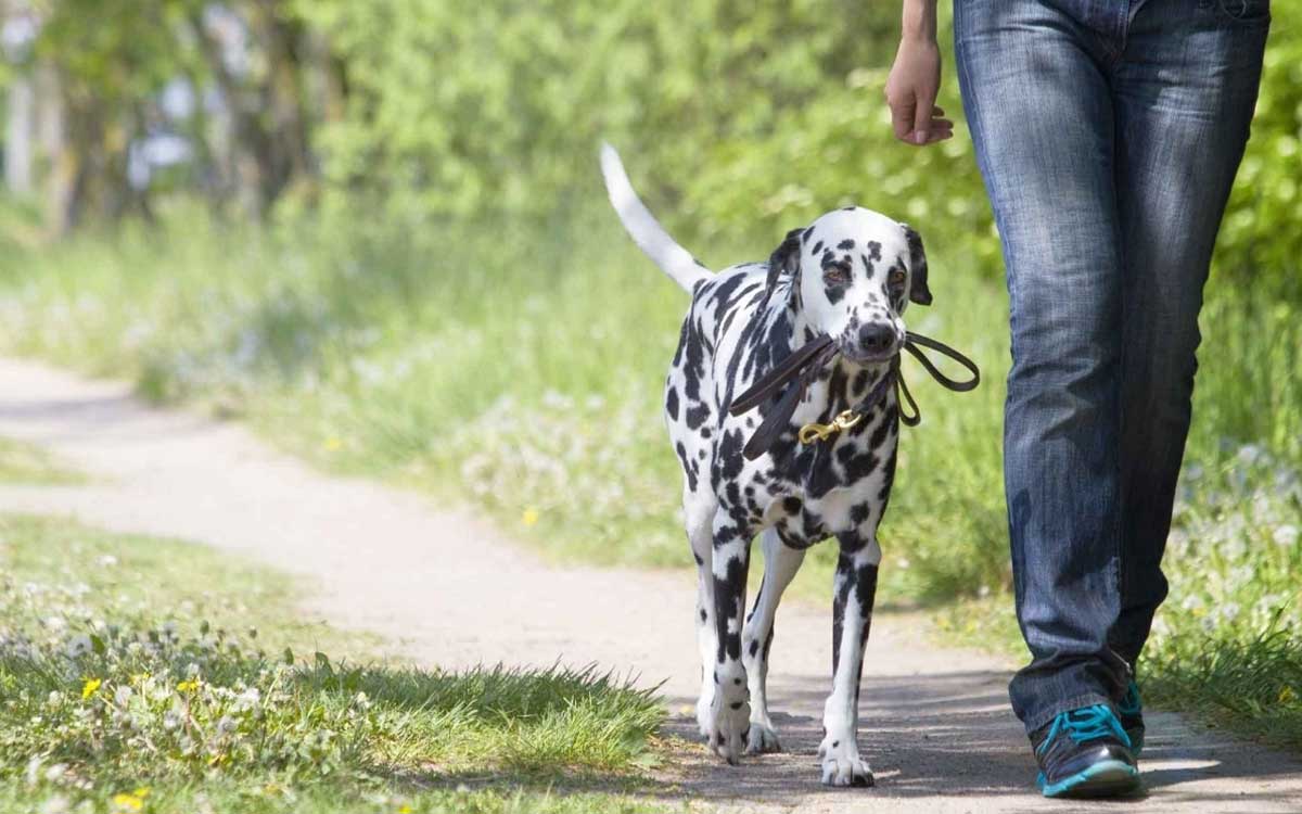 3 best places to take your dog on an off-leash walk in Vizag