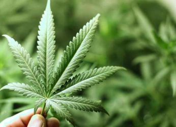 Ganja seized by SEB officials in two separate incidents in Vizag Agency