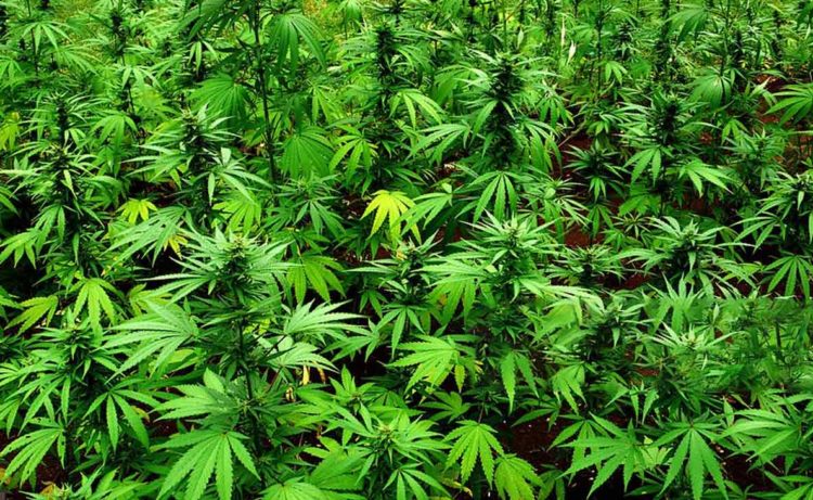 Vizag Agency sarpanches join hands with police to curb ganja cultivation