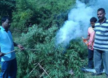 70 acres of ganja cultivation destroyed in Koyyuru Mandal, Visakhapatnam