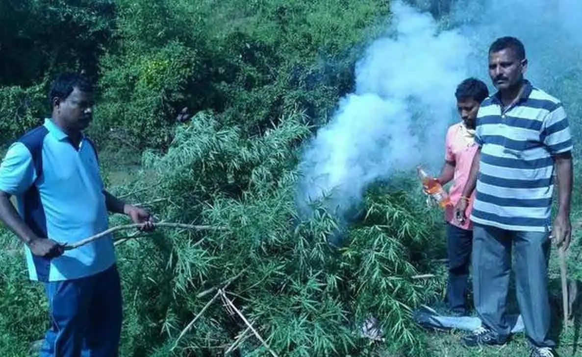 70 acres of ganja cultivation destroyed in Koyyuru Mandal, Visakhapatnam