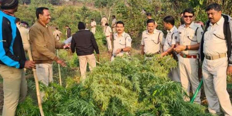 Visakhapatnam District Police destroys about 80 acres of ganja cultivation