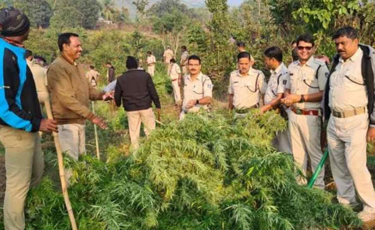 Visakhapatnam District Police destroys about 80 acres of ganja cultivation