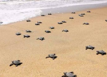 Learn about these little creatures who visit Vizag every year for nesting