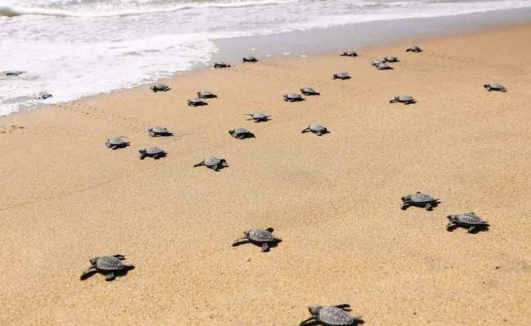 Olive Ridley sea turtles and their connection with Vizag