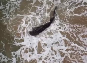 World’s largest fish washed ashore on Vizag Beach