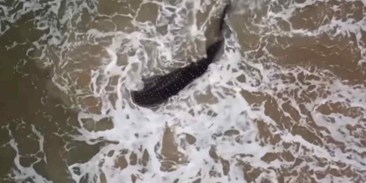 Whale shark Vizag Beach- World's largest fish washed ashore on Vizag Beach