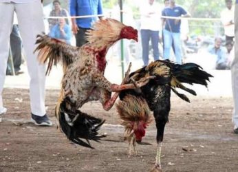 Measures being taken by police to stop cockfighting in Visakhapatnam