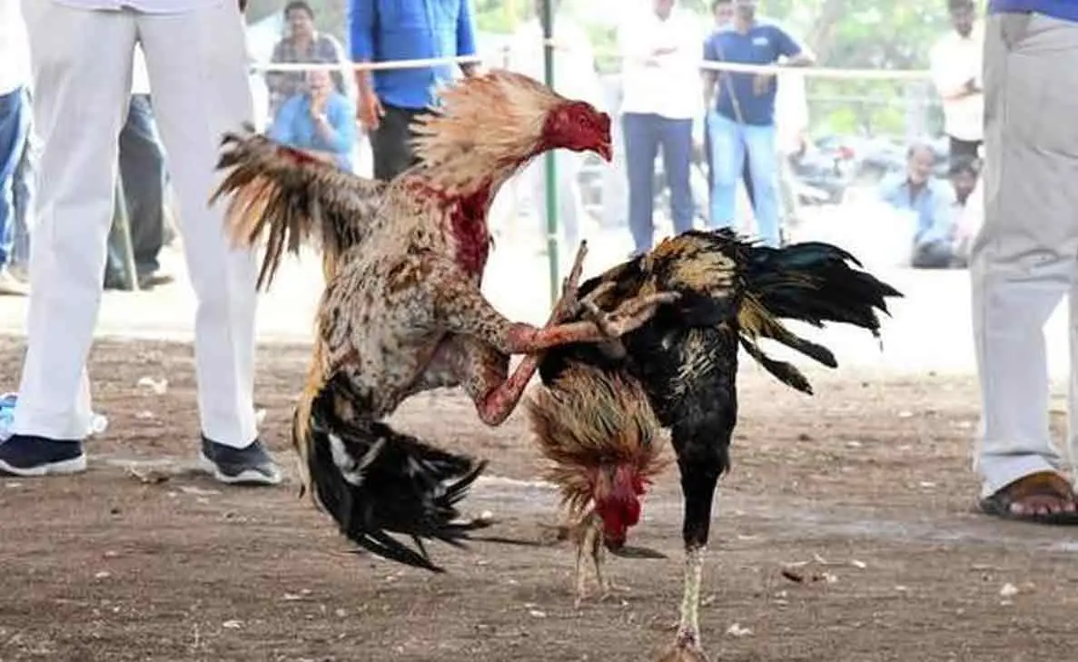 Measures being taken by police to stop cockfighting in Visakhapatnam