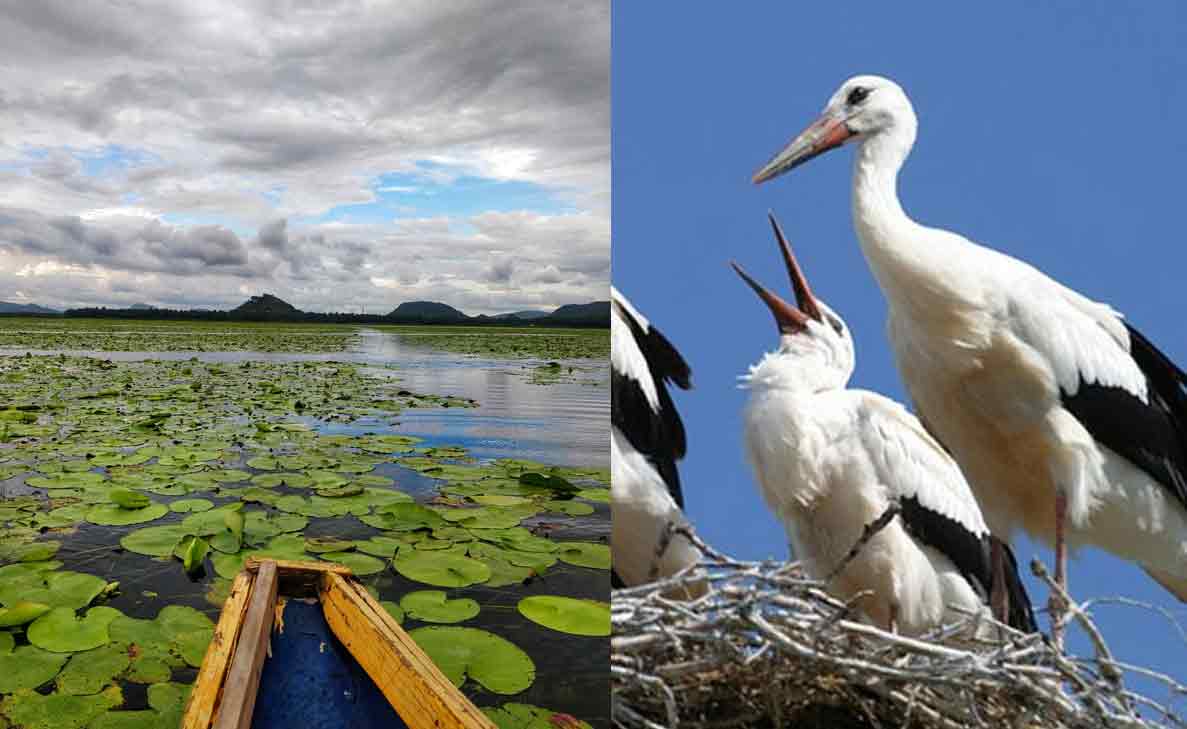 Trail along the picturesque bird sanctuaries in and around Visakhapatnam