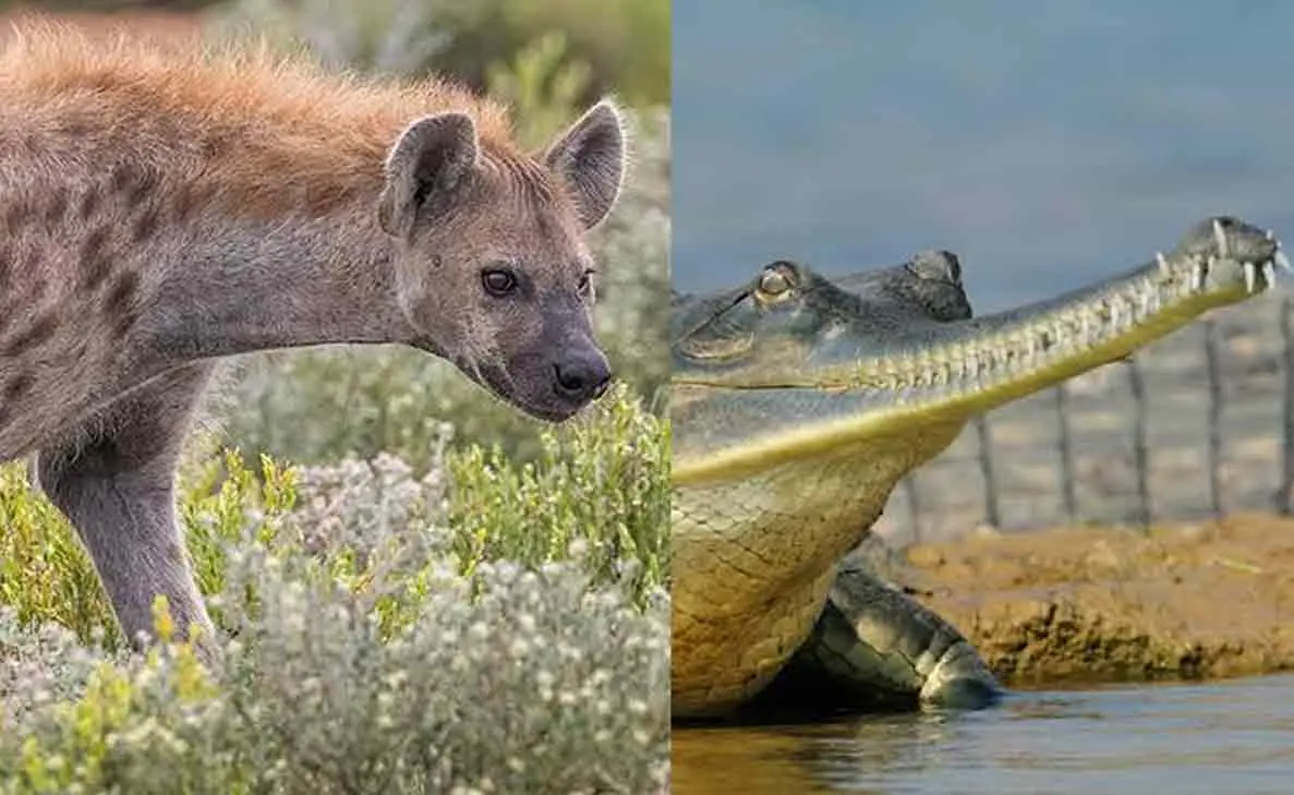 Visakhapatnam Zoo welcomes new animals from Chattbir Zoo in Punjab