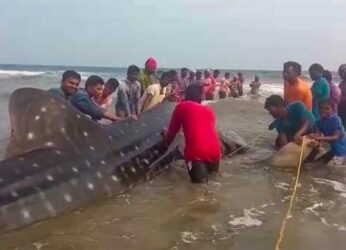 DFO praises fishermen on successful rescue of whale shark in Vizag
