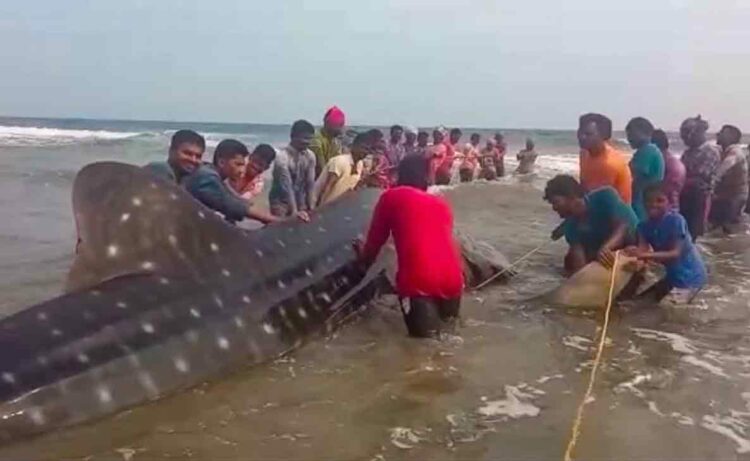 DFO praises fishermen on successful rescue of whale shark in Vizag