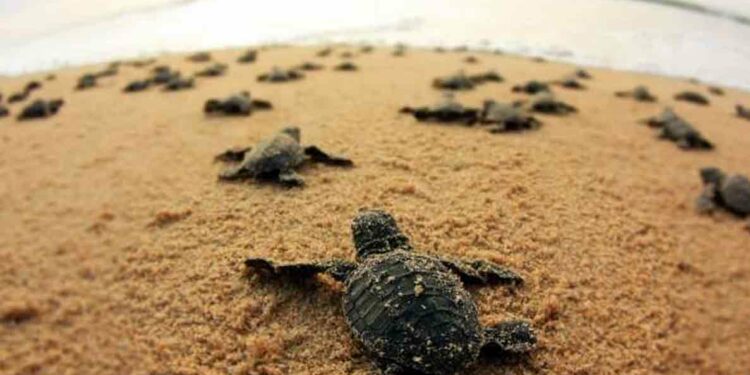 Ex-situ conservation of Olive Ridley Turtles in Vizag paves way for marine conservation