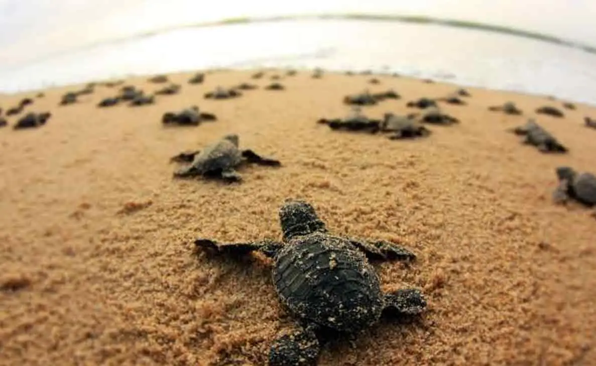 Ex-situ conservation of Olive Ridley Turtles in Vizag paves way for marine conservation