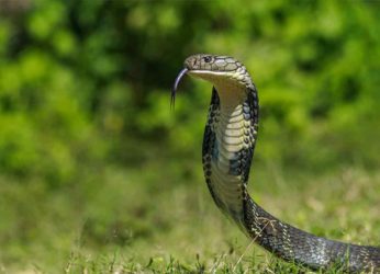 “If you spot a snake in Visakhapatnam District, call rescuers”, says EGWS founder